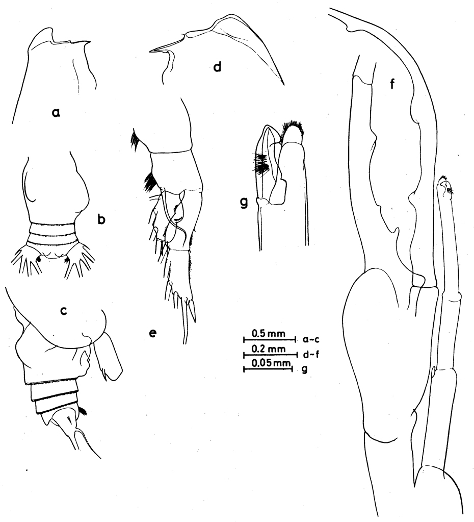Species Euchirella bitumida - Plate 9 of morphological figures