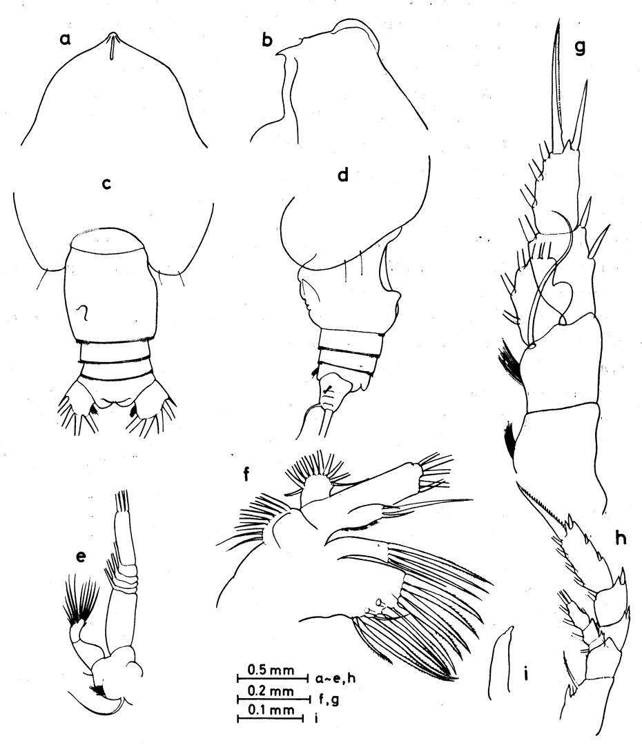 Espèce Euchirella grandicornis - Planche 5 de figures morphologiques