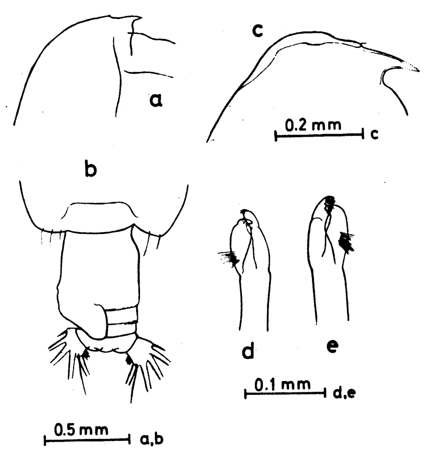 Espèce Euchirella messinensis - Planche 18 de figures morphologiques