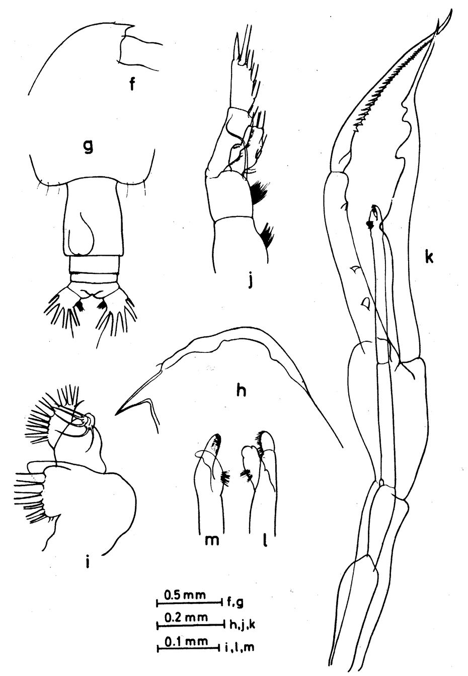 Espèce Euchirella messinensis - Planche 19 de figures morphologiques