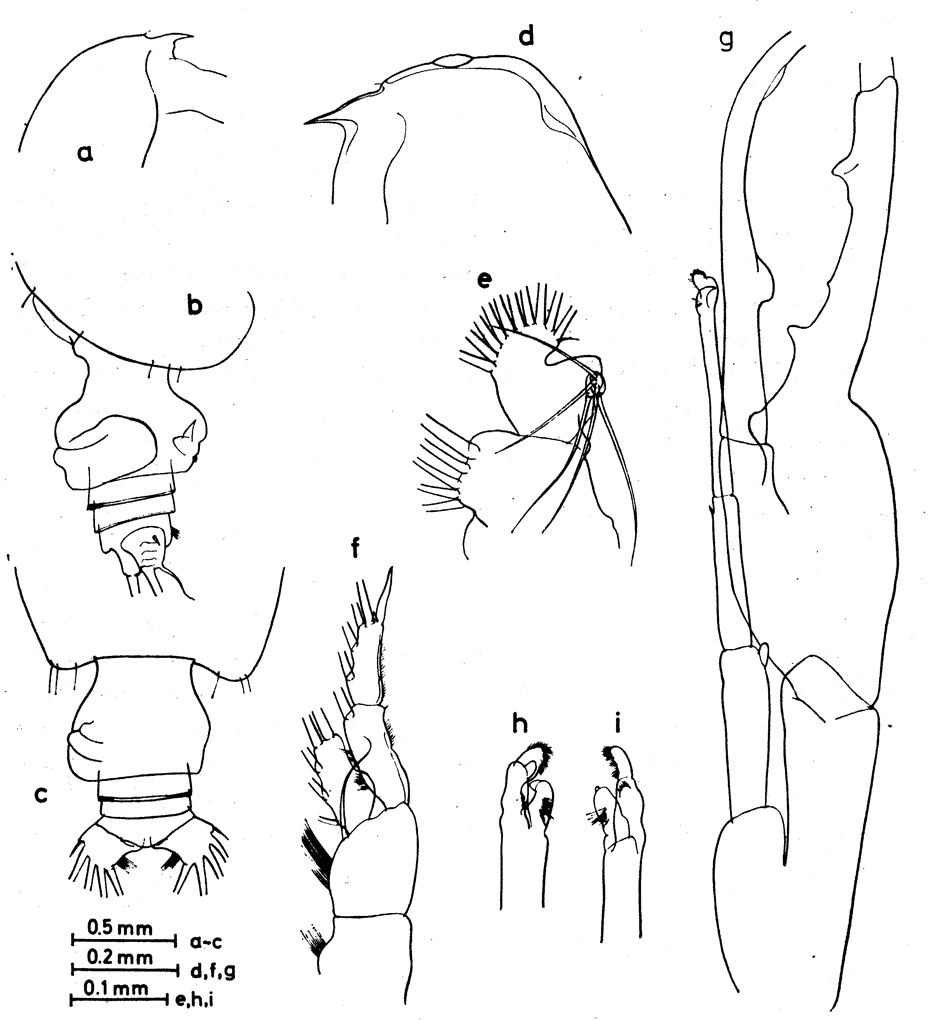 Espce Euchirella formosa - Planche 7 de figures morphologiques