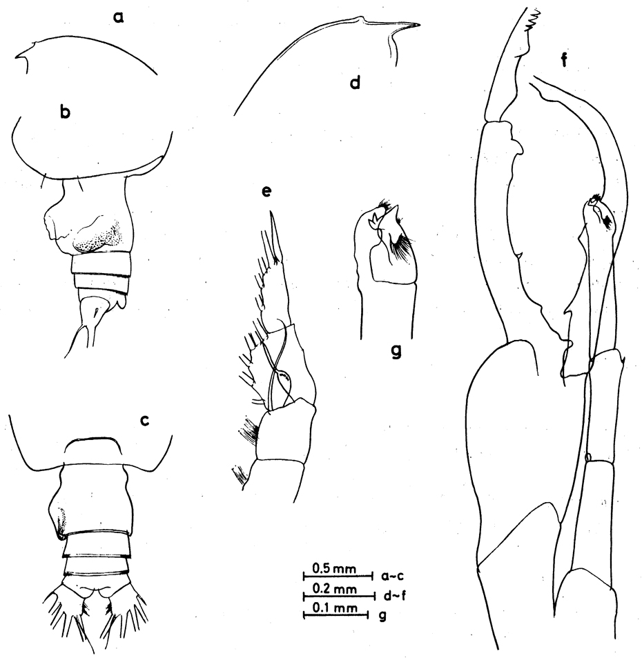 Species Euchirella truncata - Plate 19 of morphological figures