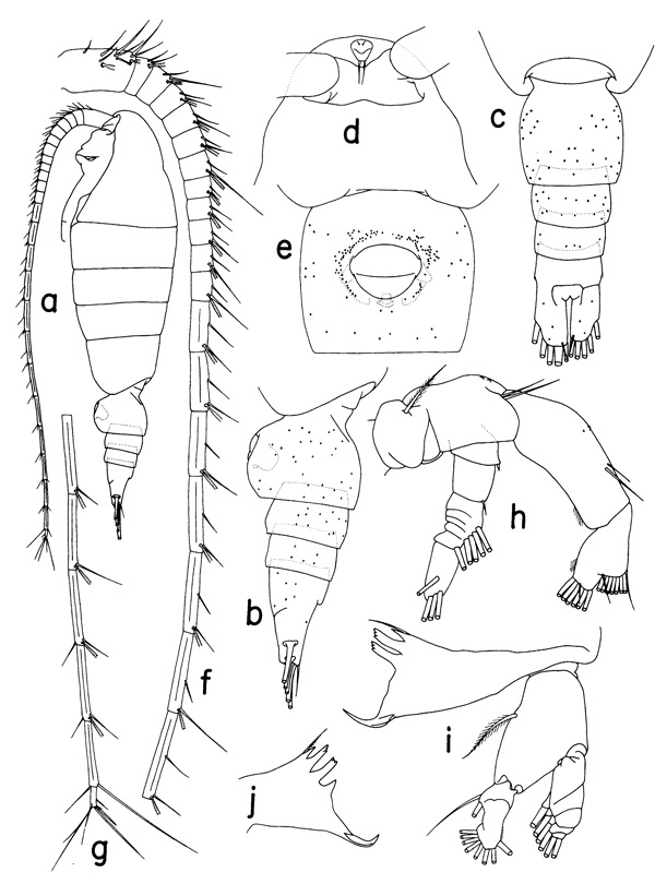 Species Hemirhabdus grimaldii - Plate 1 of morphological figures