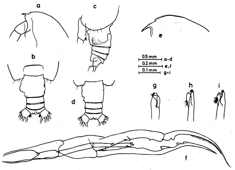 Espce Euchirella venusta - Planche 13 de figures morphologiques