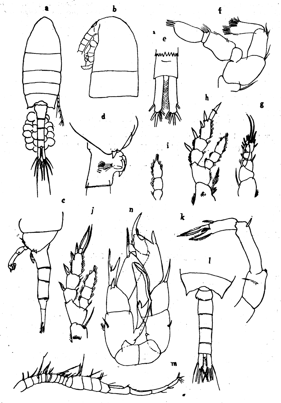 Species Pseudodiaptomus marinus - Plate 10 of morphological figures