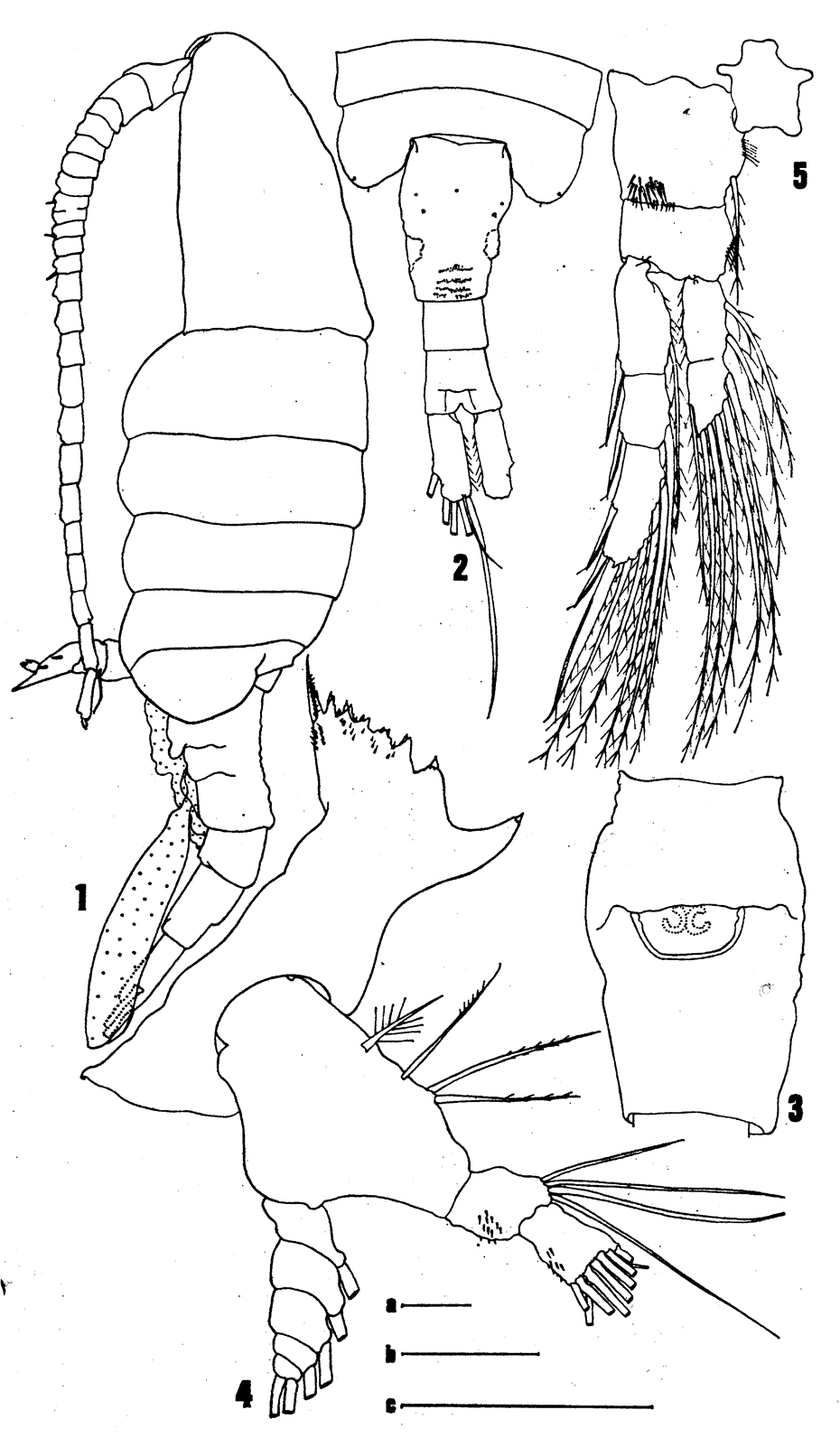 Species Eurytemora richingsi - Plate 1 of morphological figures
