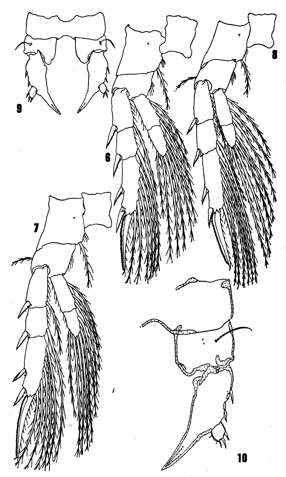 Species Eurytemora richingsi - Plate 2 of morphological figures