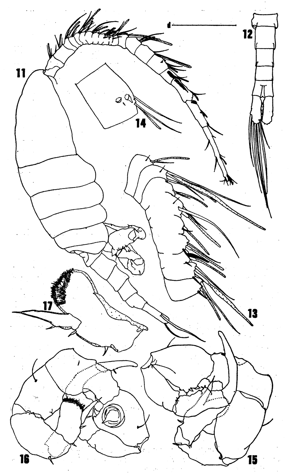Species Eurytemora richingsi - Plate 3 of morphological figures