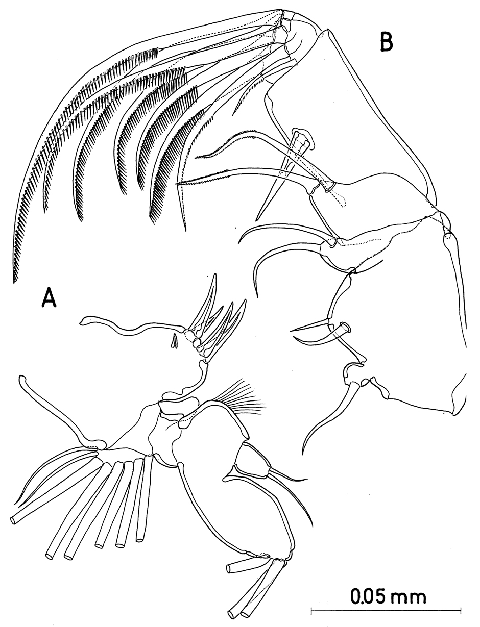 Species Paramisophria mediterranea - Plate 7 of morphological figures