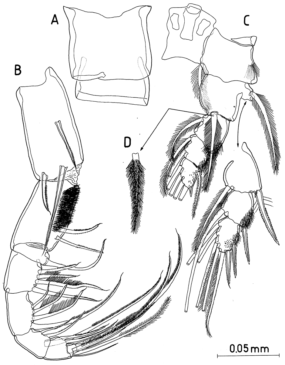 Espce Paramisophria mediterranea - Planche 8 de figures morphologiques
