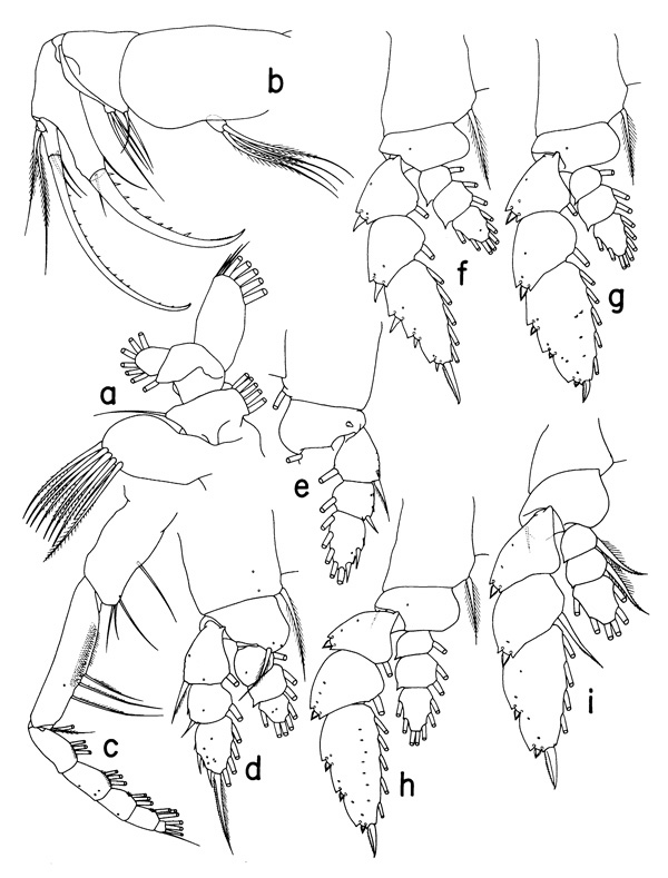 Espèce Hemirhabdus grimaldii - Planche 2 de figures morphologiques