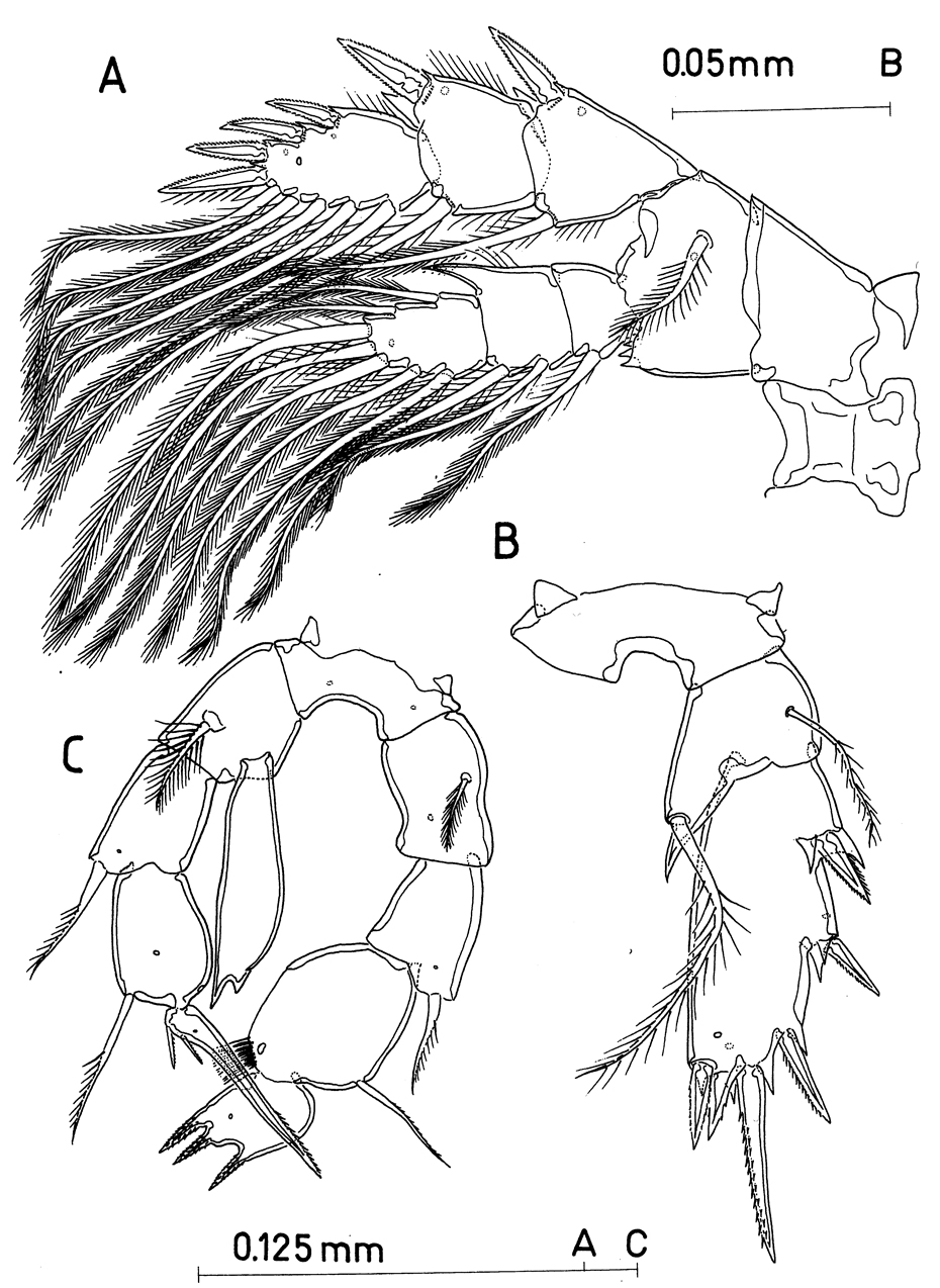 Species Paramisophria mediterranea - Plate 3 of morphological figures