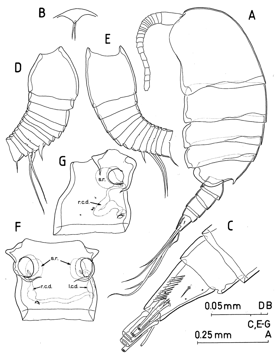 Species Paramisophria mediterranea - Plate 1 of morphological figures