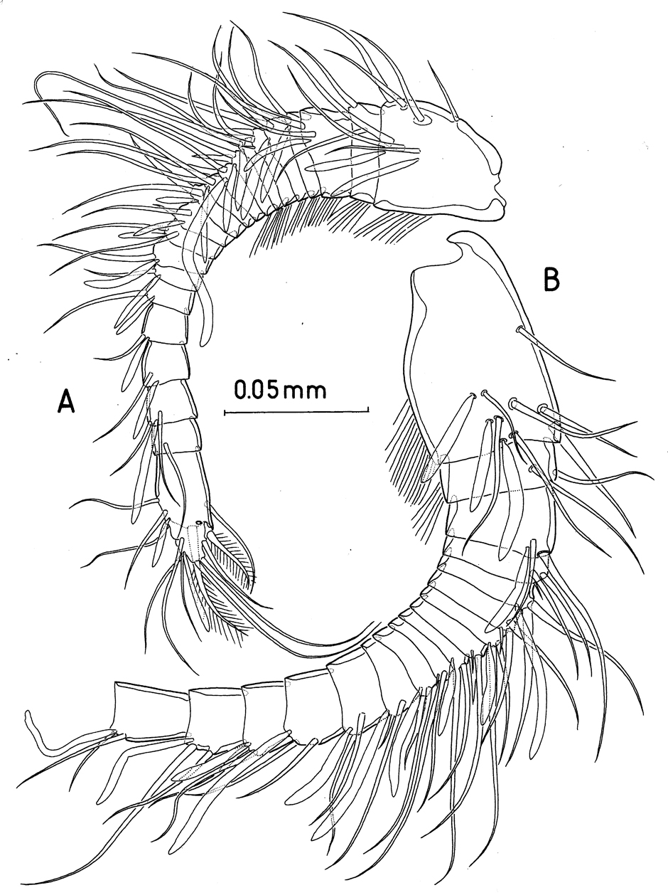 Species Paramisophria mediterranea - Plate 2 of morphological figures