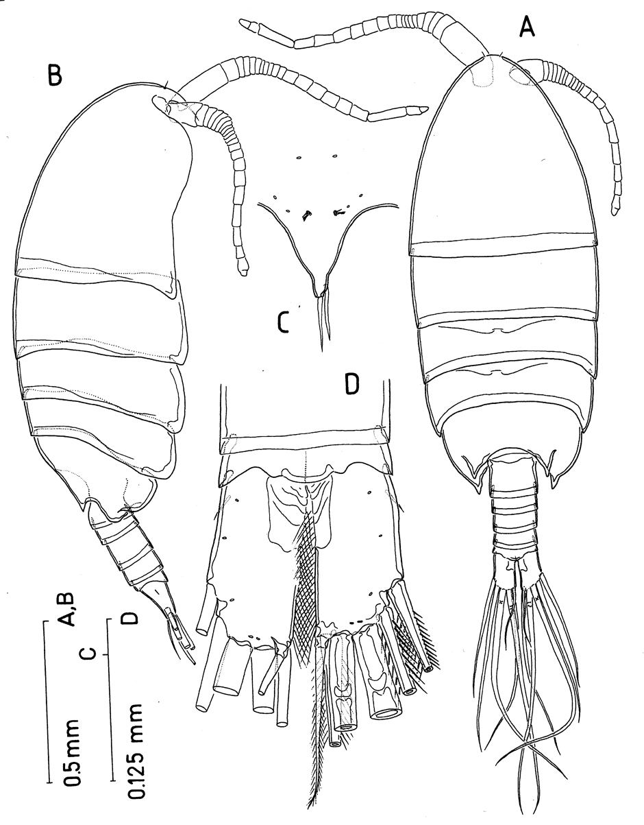 Espèce Paramisophria bathyalis - Planche 1 de figures morphologiques
