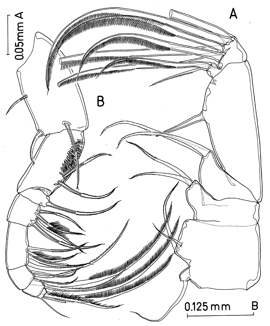 Espèce Paramisophria bathyalis - Planche 3 de figures morphologiques