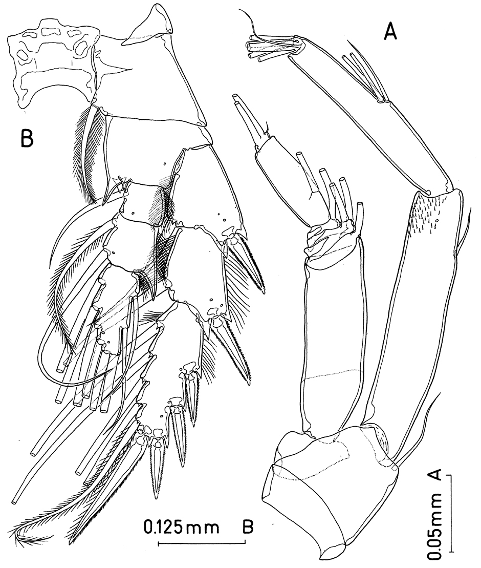 Espèce Paramisophria bathyalis - Planche 4 de figures morphologiques