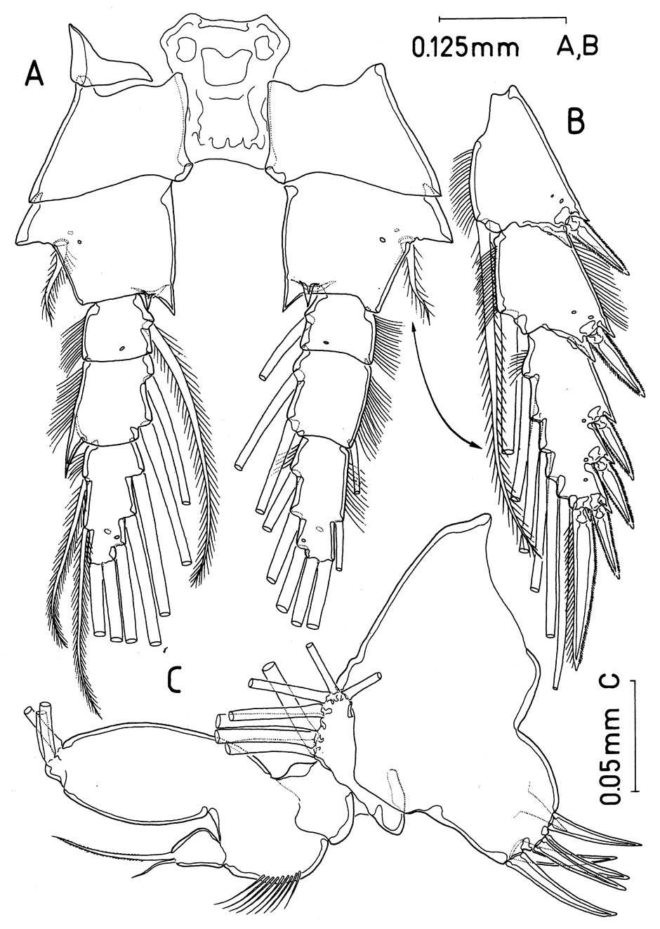 Espèce Paramisophria bathyalis - Planche 7 de figures morphologiques