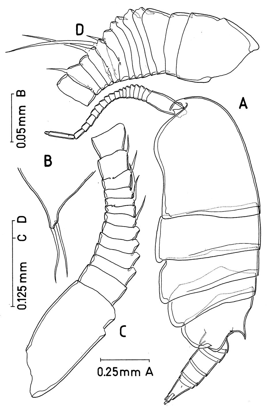 Espèce Paramisophria intermedia - Planche 1 de figures morphologiques