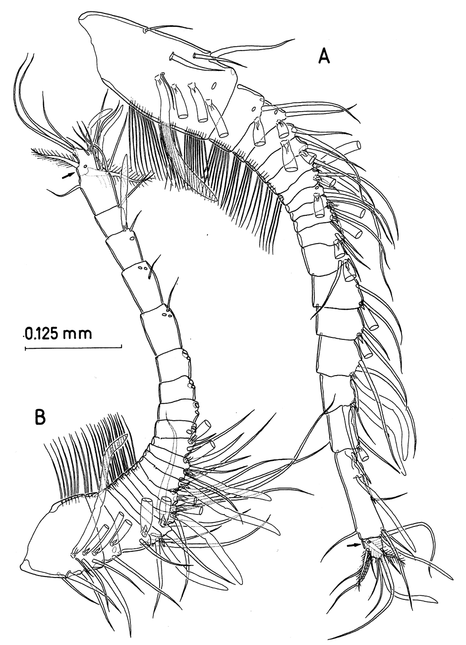 Espèce Paramisophria intermedia - Planche 2 de figures morphologiques
