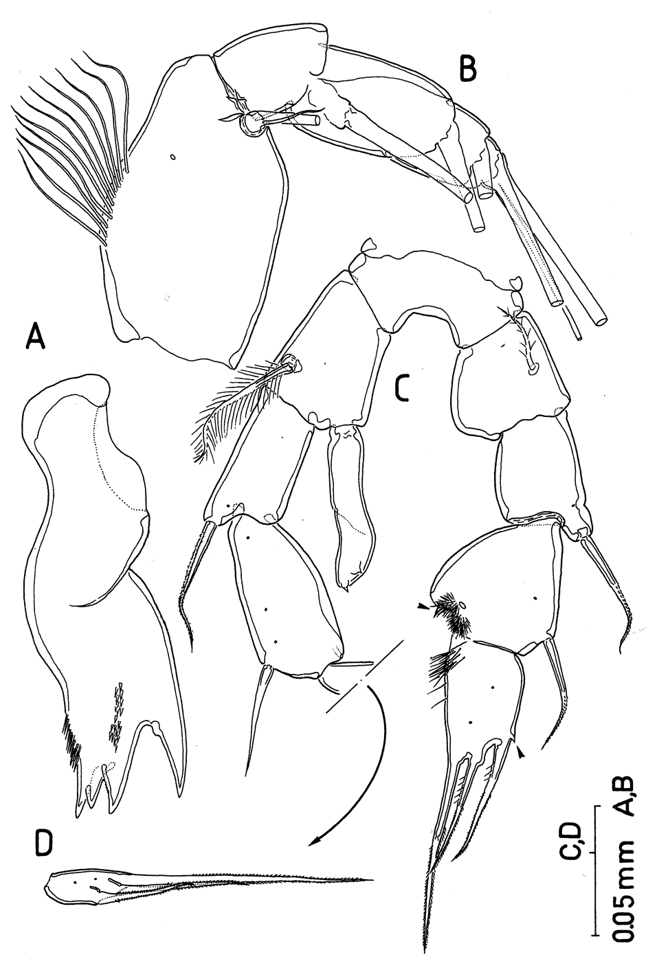 Espèce Paramisophria intermedia - Planche 3 de figures morphologiques