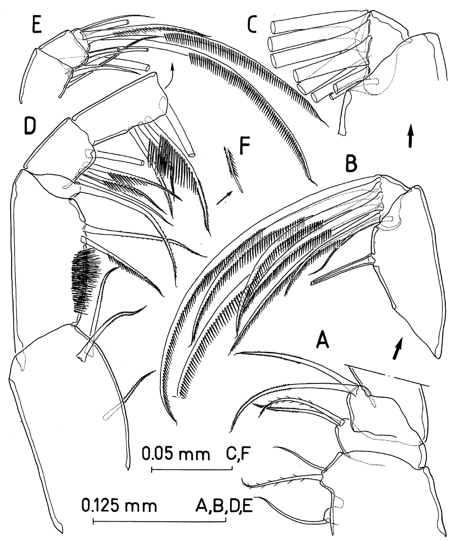 Espèce Paramisophria intermedia - Planche 5 de figures morphologiques