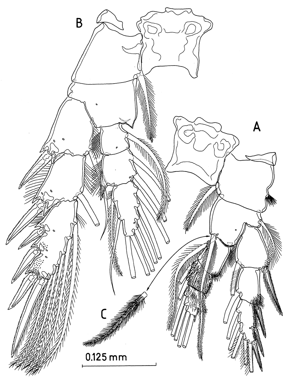 Espèce Paramisophria intermedia - Planche 6 de figures morphologiques