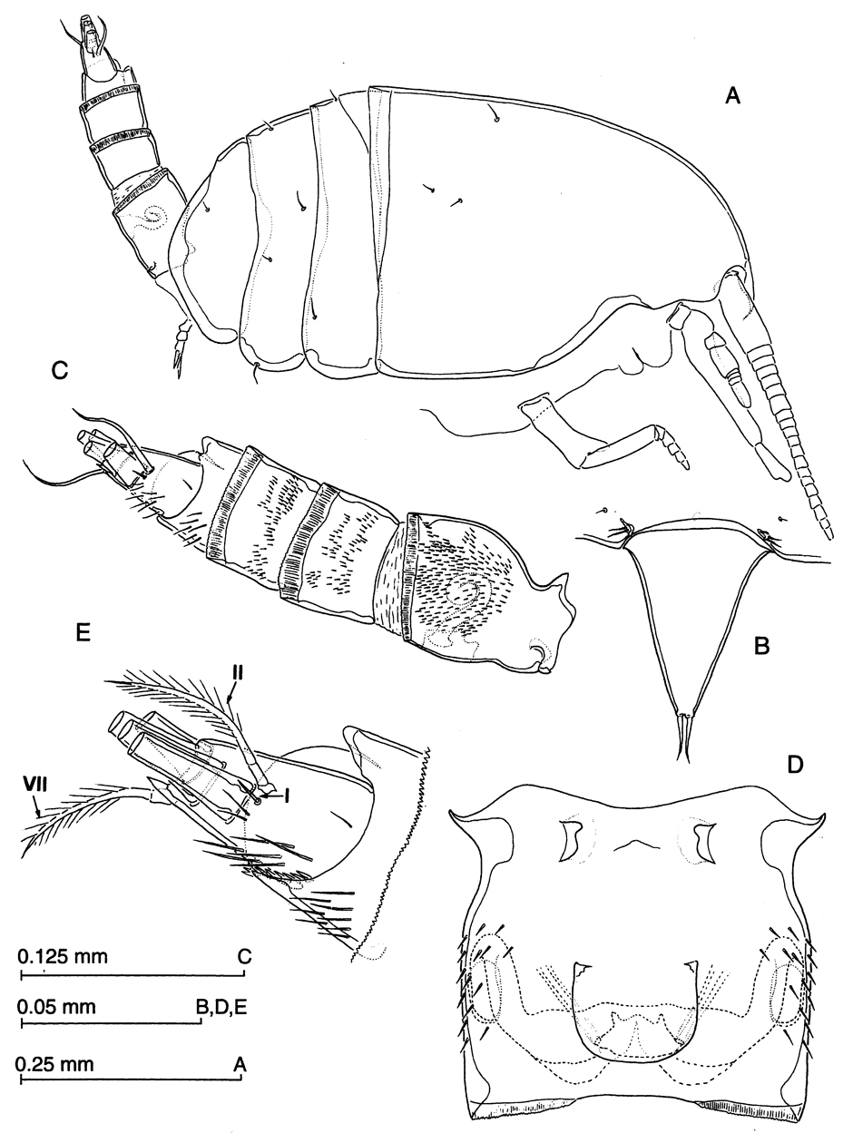 Espèce Thompsonopia mediterranea - Planche 1 de figures morphologiques
