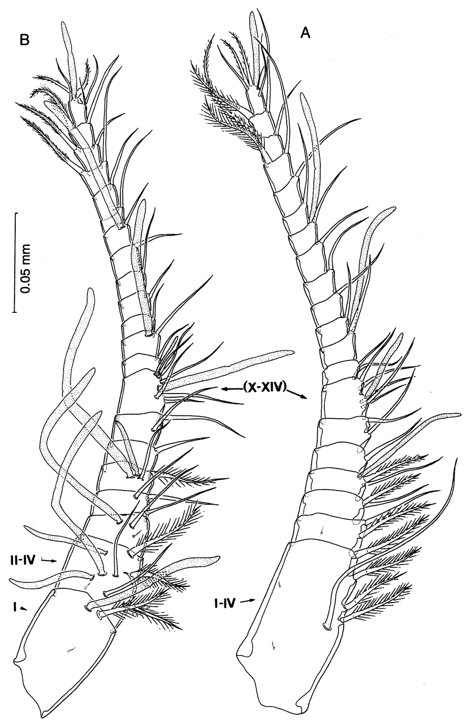 Espèce Thompsonopia mediterranea - Planche 3 de figures morphologiques