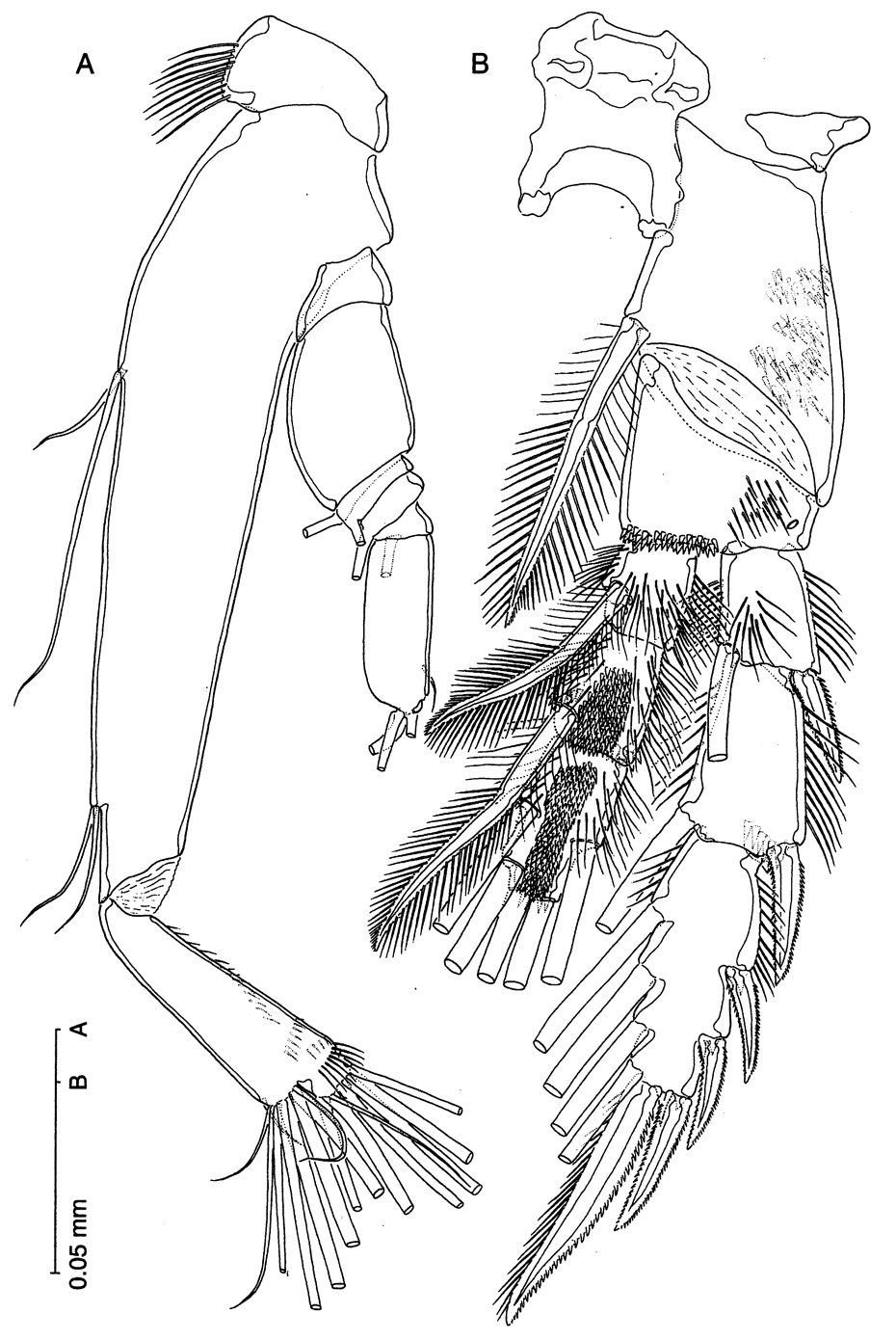 Espèce Thompsonopia mediterranea - Planche 4 de figures morphologiques