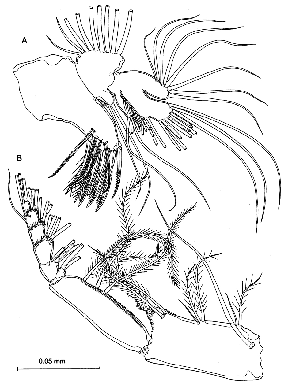 Espèce Thompsonopia mediterranea - Planche 6 de figures morphologiques