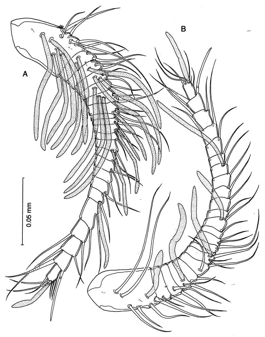 Species Stygocyclopia philippensis - Plate 2 of morphological figures
