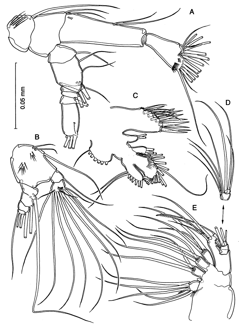 Species Stygocyclopia philippensis - Plate 3 of morphological figures