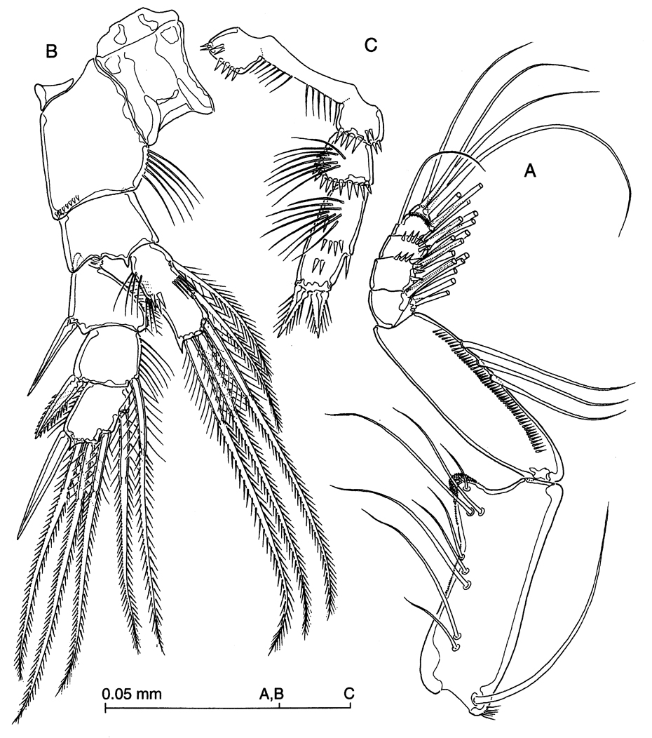 Species Stygocyclopia philippensis - Plate 4 of morphological figures