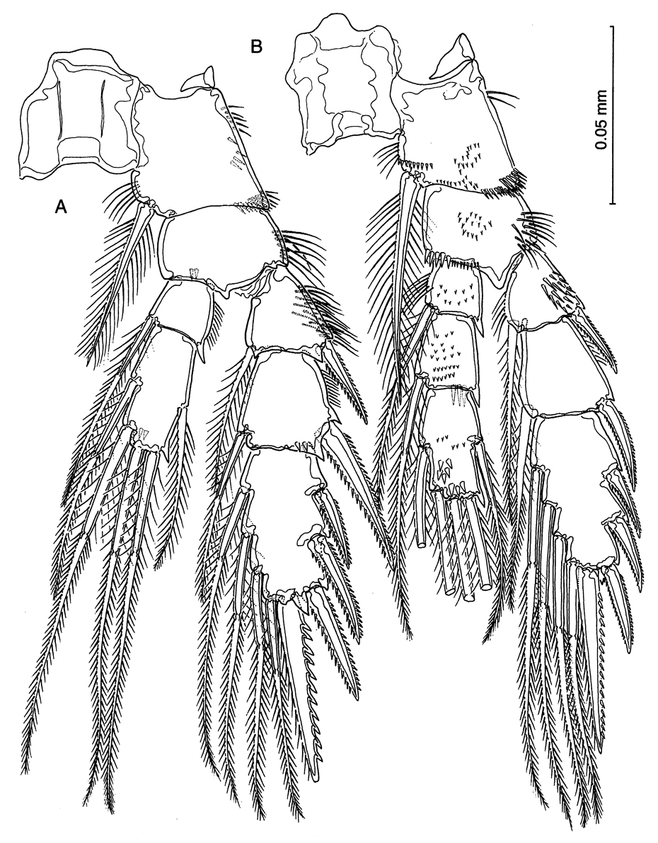 Species Stygocyclopia philippensis - Plate 5 of morphological figures