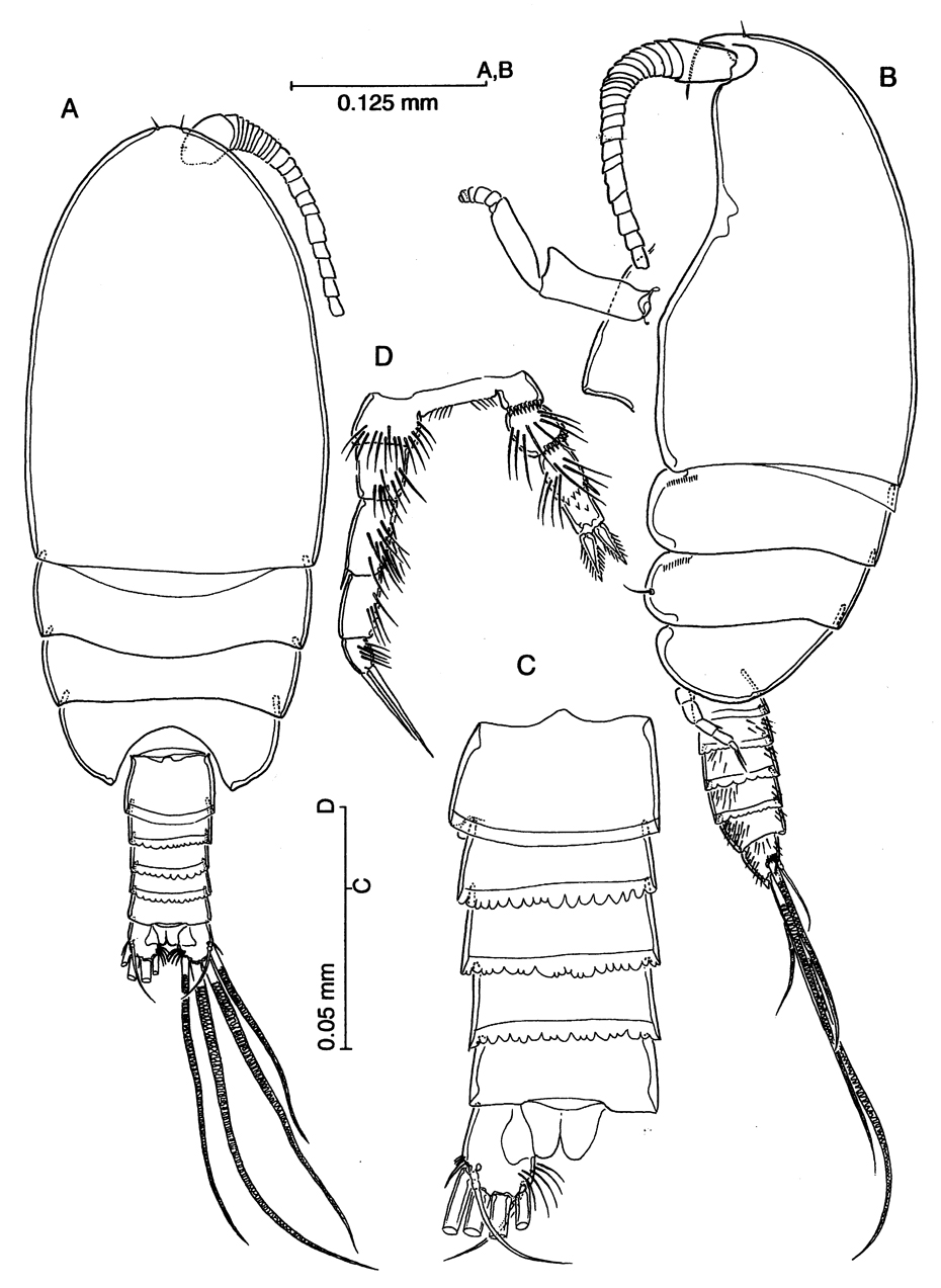Espce Stygocyclopia philippensis - Planche 8 de figures morphologiques