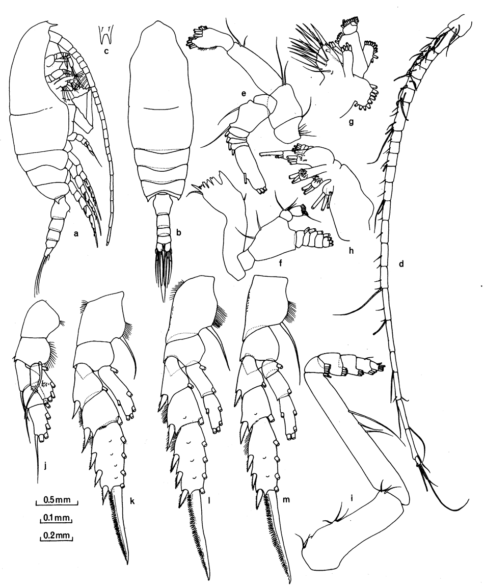 Species Aetideopsis albatrossae - Plate 1 of morphological figures