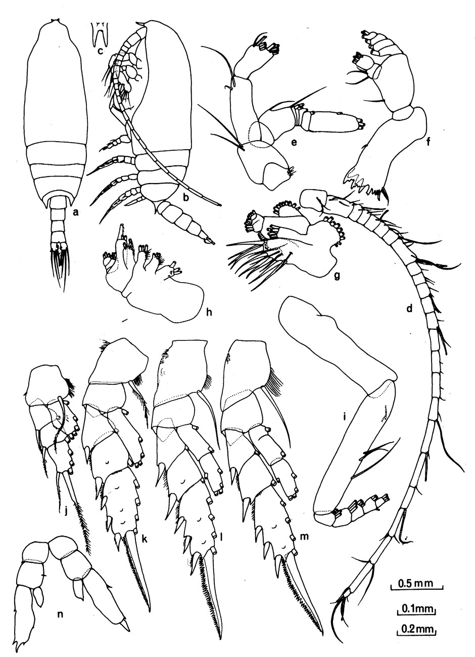 Species Aetideopsis albatrossae - Plate 2 of morphological figures