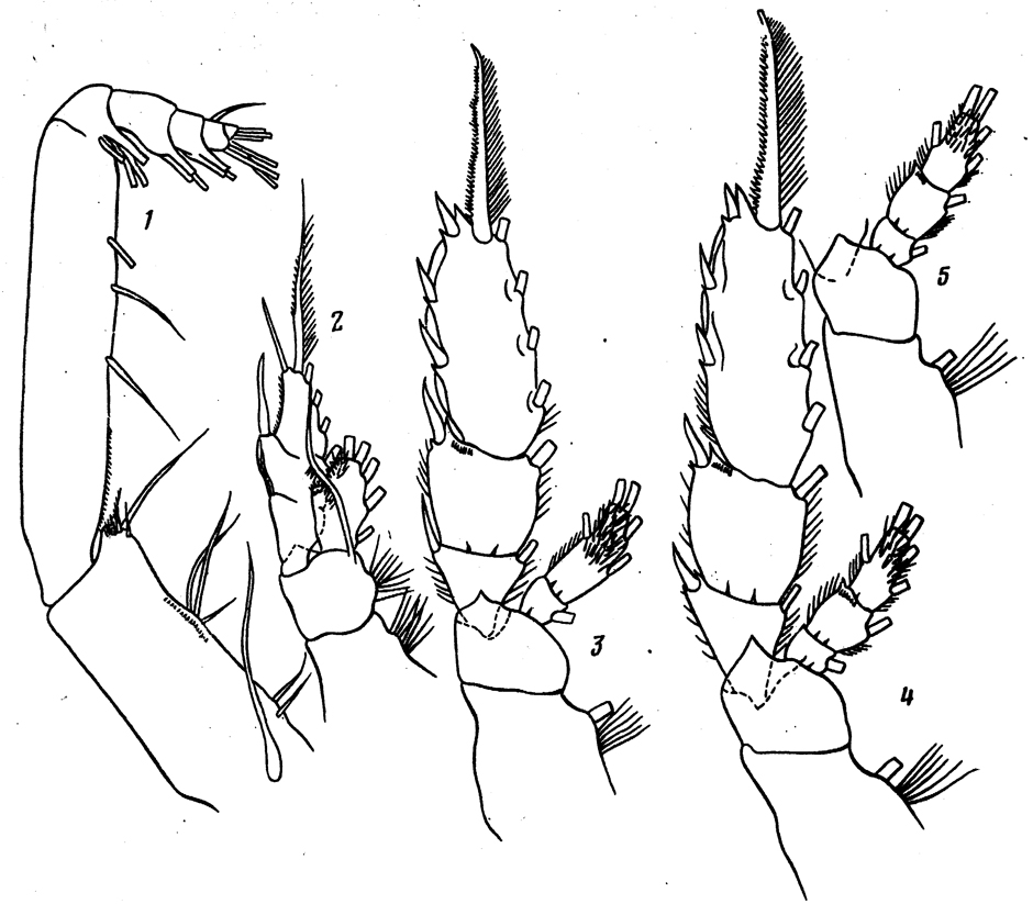 Species Batheuchaeta peculiaris - Plate 4 of morphological figures