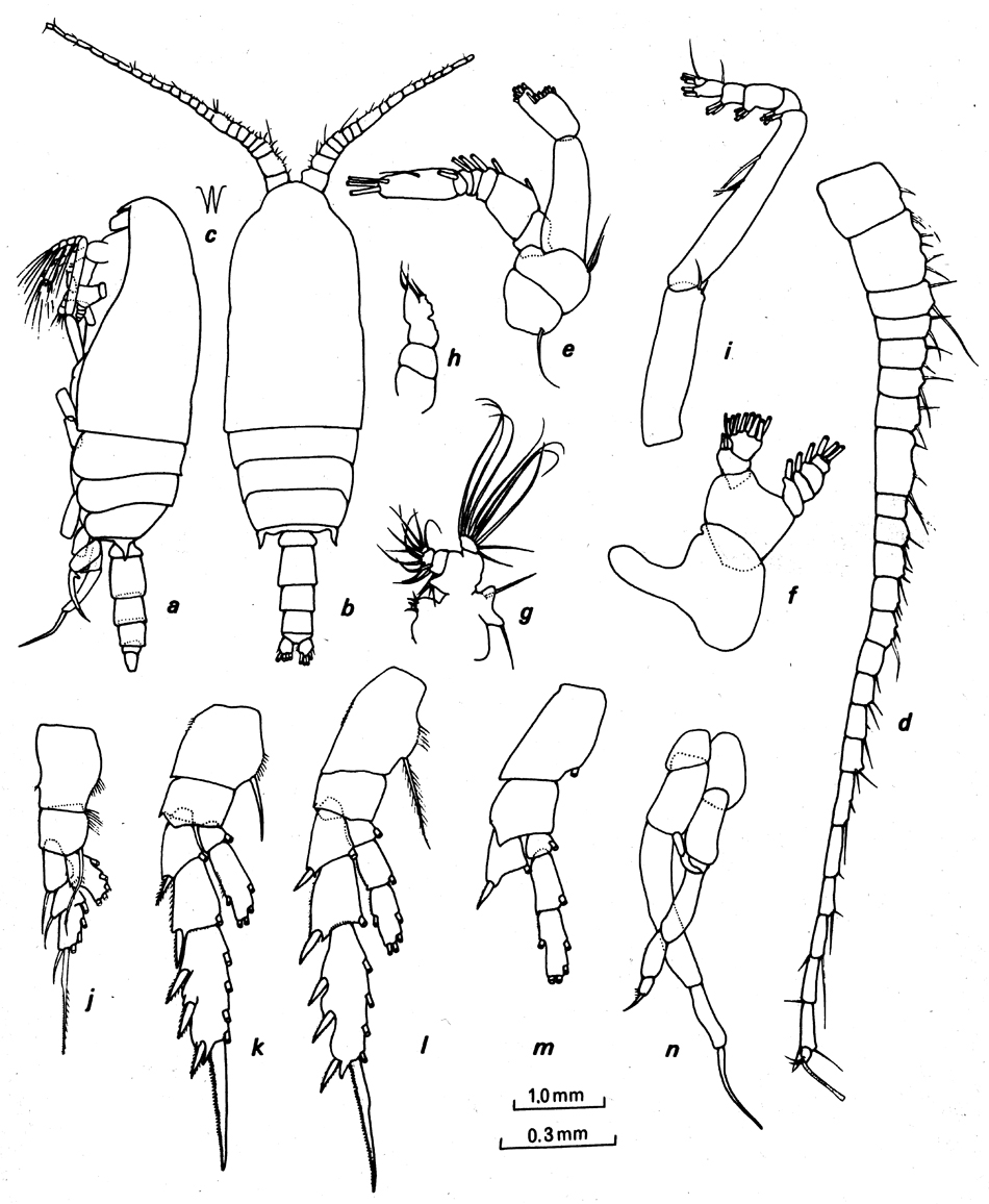 Espèce Aetideopsis rostrata - Planche 15 de figures morphologiques