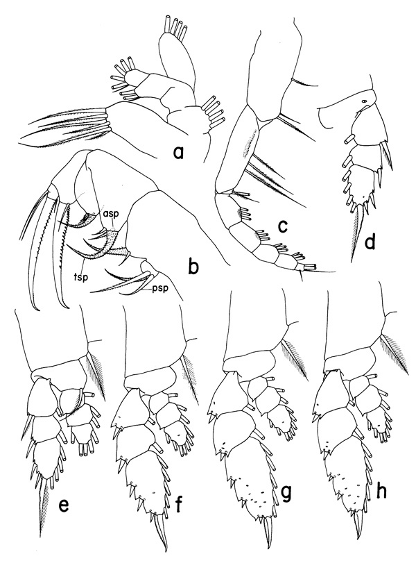 Species Neorhabdus latus - Plate 2 of morphological figures