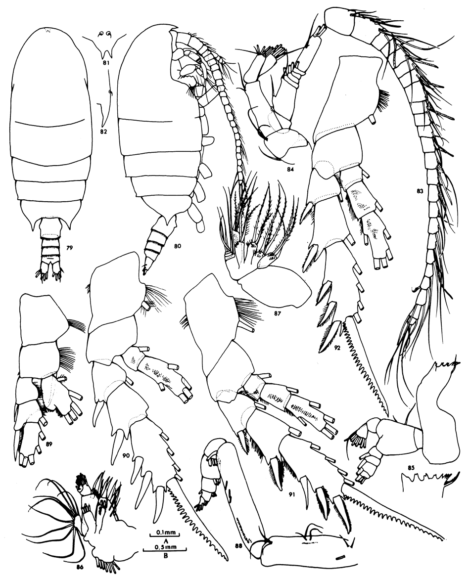 Espce Bradyidius similis - Planche 4 de figures morphologiques