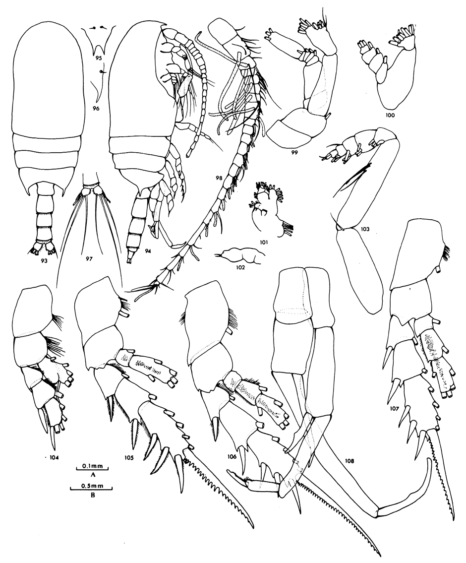 Species Bradyidius similis - Plate 5 of morphological figures