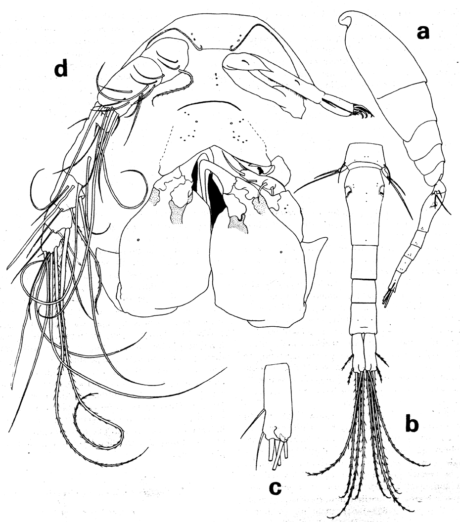 Espèce Rhamphochela carinata - Planche 1 de figures morphologiques