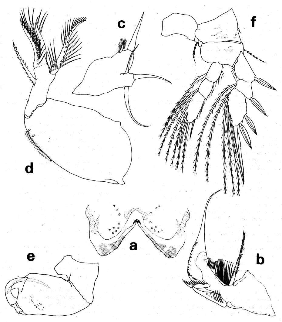 Espèce Rhamphochela carinata - Planche 2 de figures morphologiques