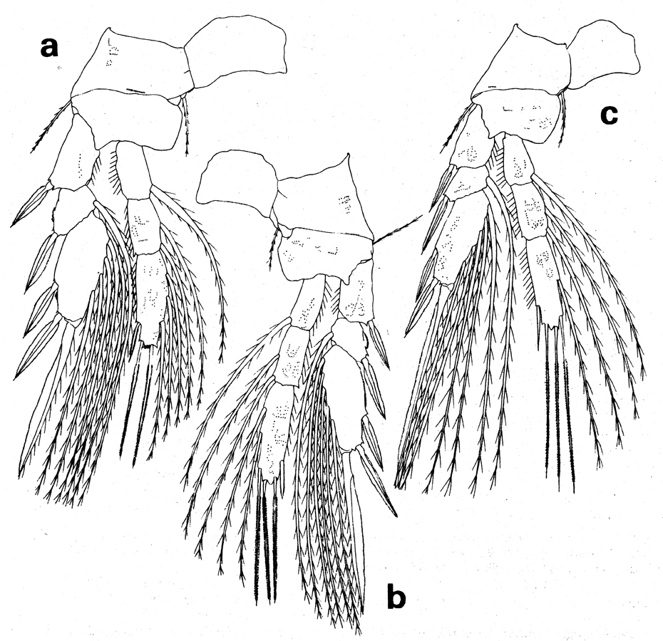 Espèce Rhamphochela carinata - Planche 3 de figures morphologiques