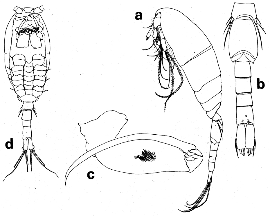 Espèce Rhamphochela carinata - Planche 4 de figures morphologiques