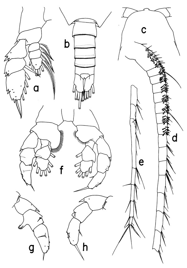 Espce Neorhabdus latus - Planche 3 de figures morphologiques