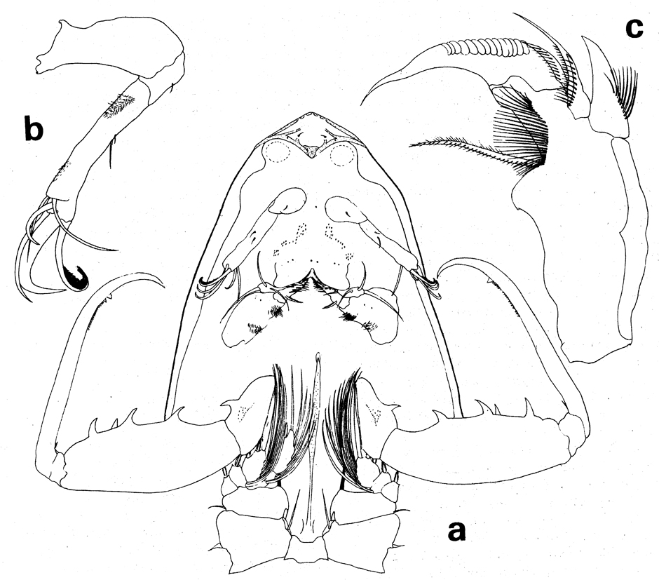 Espce Lubbockia aculeata - Planche 8 de figures morphologiques