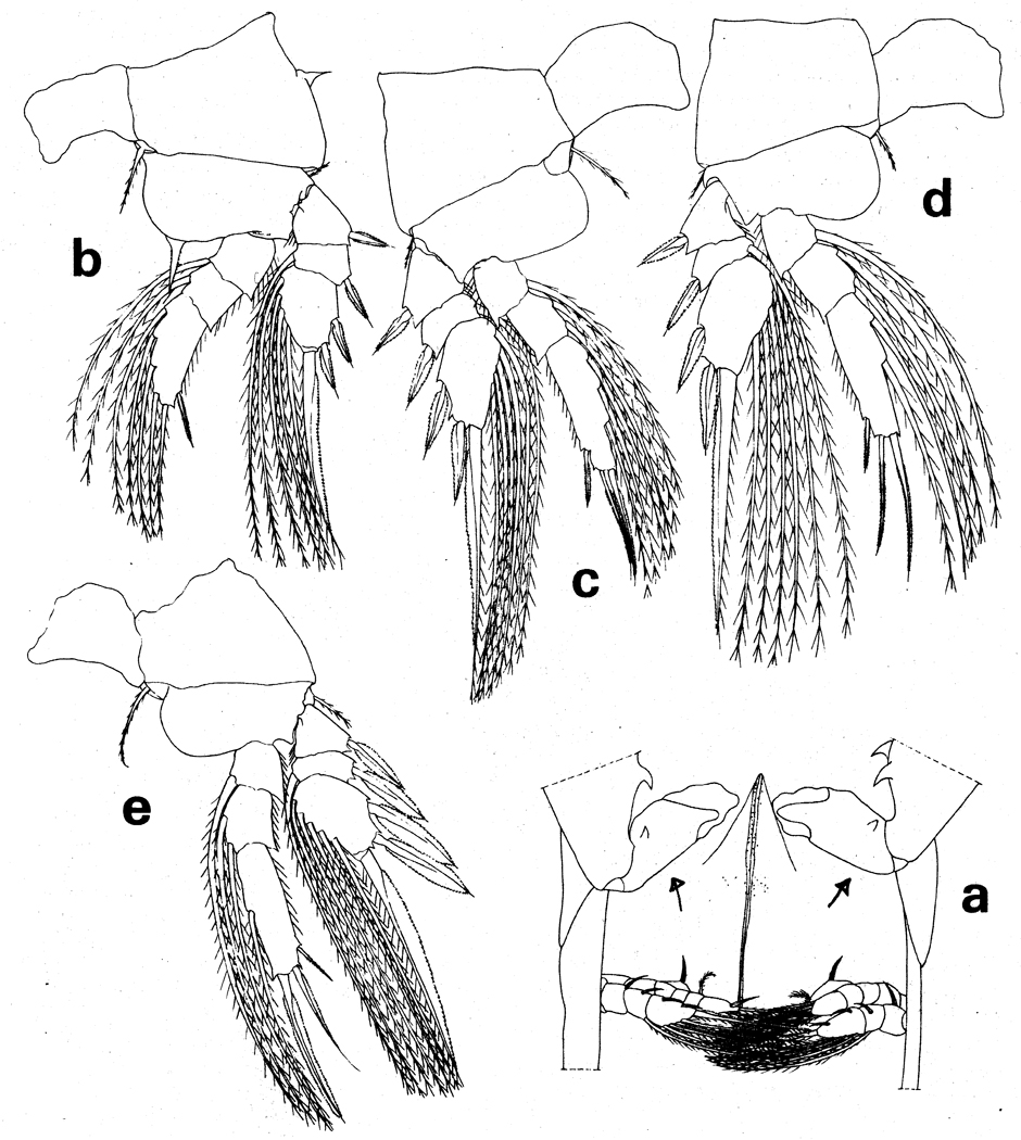 Species Lubbockia aculeata - Plate 9 of morphological figures